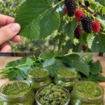 Herbal Green Support Drink